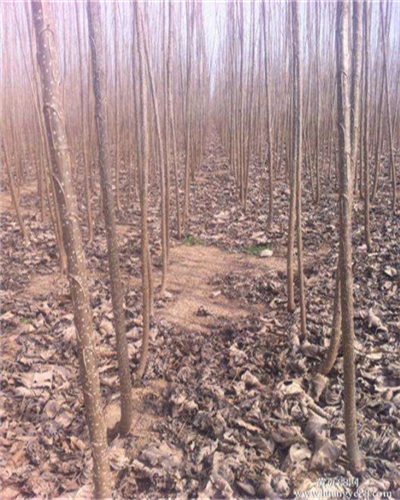 鹤壁山城区教育局做好开学前后校园安全工作_bsports必一(图1) bsports必一