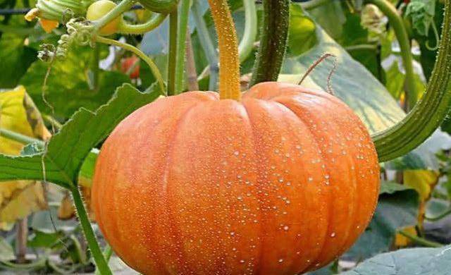 必一·体育-
女人不想肚子鼓 常吃这菜 给肠胃“洗澡” 越吃越瘦 小腹平坦(图4)